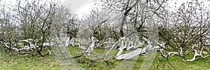 Marvelous ancient 200 years old apple orchard-colony photo