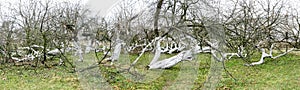 Marvelous ancient 200 years old apple orchard-colony photo