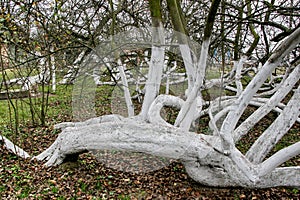 Marvelous ancient 200 years old apple orchard-colony photo