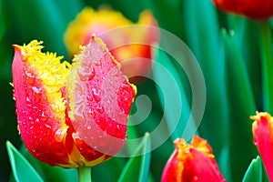 Marvelous macro picture of red yellow tulip with drops of morning dew. Blurred green background. Dutch symbol, Netherlands tulips