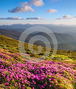 Marvelous pink rhododendrons on the mountains. photo