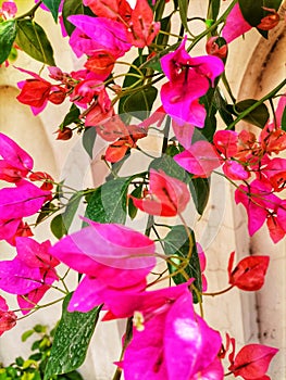 Marvelous shocking pink spring flowers in their full bloom.