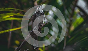 Marvelous spatuletail bird perched on a tree branch