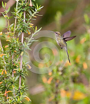 Marvelous Spatuletail in flight