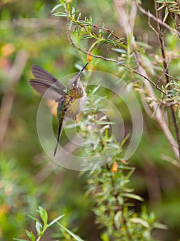 Marvelous Spatuletail Hummingbird