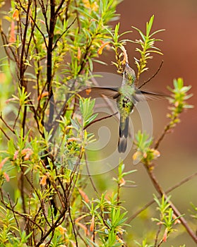 Marvelous Spatuletail Hummingbird
