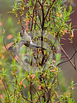 Marvelous Spatuletail Hummingbird