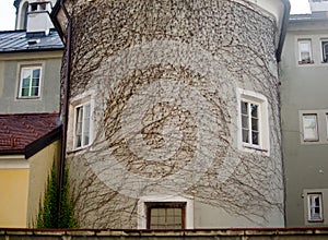 A marvelous view of an ancient building covered by ivy branches which looks like an inspirited face with eyes and a mouth.