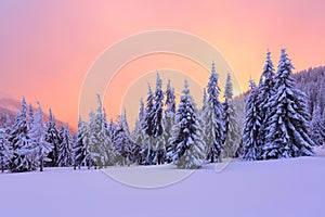 Marvelous winter sunrise high in the mountains in beautiful forests and fields. photo