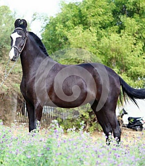 Marwadi horse