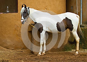 Marwari horse