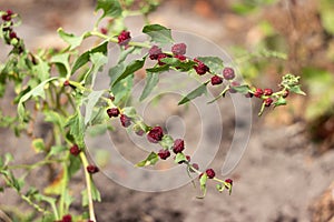 Mary multifoliate, Zhminda, strawberry spinach Chenopodium capitatum