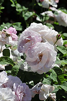 Barona Rose Garden Series - Mary Rose - White with Hint of Pink Rosa Centifolia
