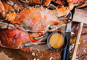 Maryland blue crabs. Steamed crabs. Crab fest.