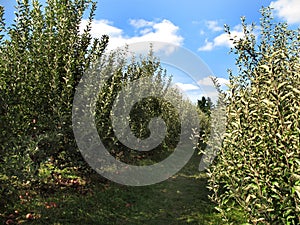 Maryland Country Apple Orchard