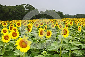 Maryland Sunflower Field McKee Beshers Maryland