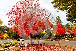 Marysville in Autumn Colours in Australia