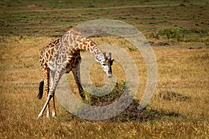 Masaai Giraffe - Giraffa tippelskirchi also Maasai or Kilimanjaro giraffe, largest giraffe, native to East Africa, Kenya and