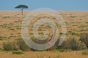 Masaai Giraffe - Giraffa tippelskirchi also Maasai or Kilimanjaro giraffe, largest giraffe, native to East Africa, Kenya and