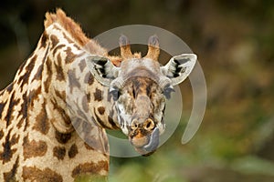 Masaai Giraffe - Giraffa tippelskirchi also Maasai or Kilimanjaro giraffe, largest giraffe, native to East Africa, Kenya and