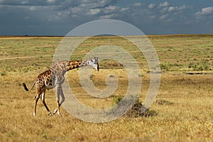 Masaai Giraffe - Giraffa tippelskirchi also Maasai or Kilimanjaro giraffe, largest giraffe, native to East Africa, Kenya and