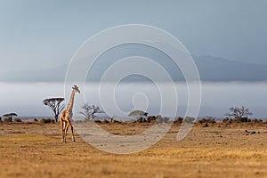 Masaai Giraffe - Giraffa tippelskirchi also Maasai or Kilimanjaro giraffe, largest giraffe, native to East Africa, Kenya and