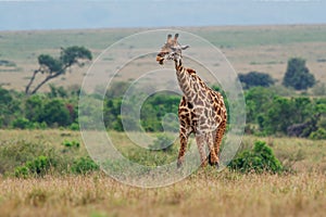 Masaai Giraffe - Giraffa tippelskirchi also Maasai or Kilimanjaro giraffe, largest giraffe, native to East Africa, Kenya and