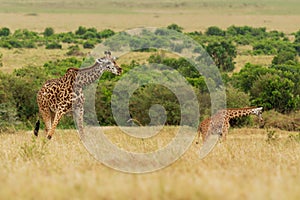 Masaai Giraffe - Giraffa tippelskirchi also Maasai or Kilimanjaro giraffe, largest giraffe, native to East Africa, Kenya and