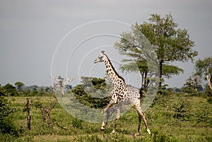 Masaai giraffe, Selous National Park, Tanzania