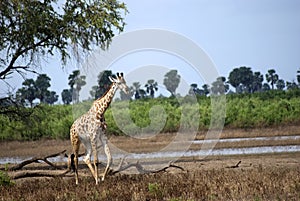 Masaai giraffes, Selous National Park, Tanzania