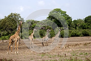 Masaai giraffes, Selous National Park, Tanzania