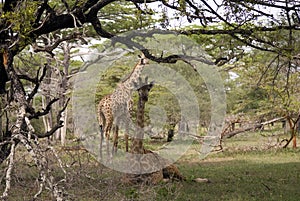 Masaai giraffes, Selous National Park, Tanzania