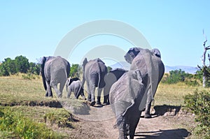 Masaai Mara