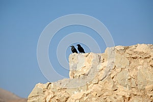 Bird sits on the ruins at Masada, an ancient Jewish fortress in Israel