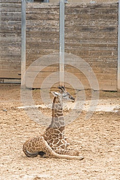 Masai Baby Giraffe