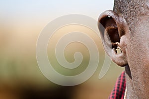 Masai ear