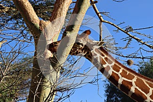 A Masai Girafe eats acacia bark in Kenya