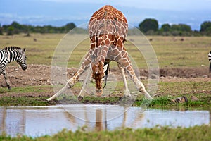 Masai girafe at a waterhole samburu