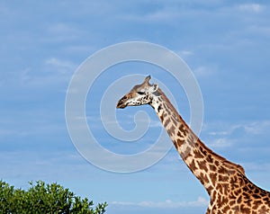 Masai Giraffe