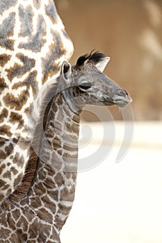 Masai Giraffe