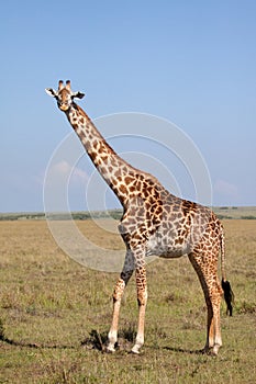 Masai Giraffe