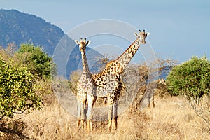 The Masai Giraffe