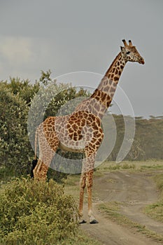 Masai Giraffe