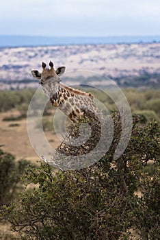 Masai Giraffe