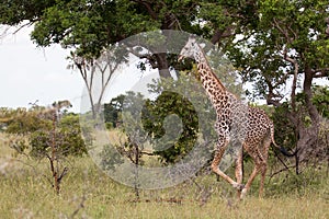 Masai giraffe above the running in saadani national park tanzania