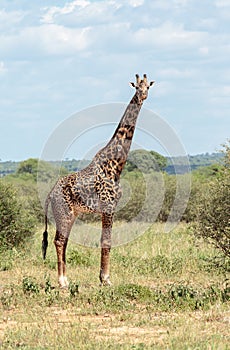 A Masai Giraffe in the Acacia thicket