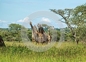 A herd of Masai Giraffe in the Serengeti National Park