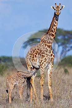 Masai Giraffe Baby Suckling