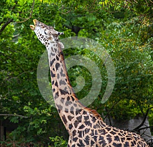 Masai Giraffe