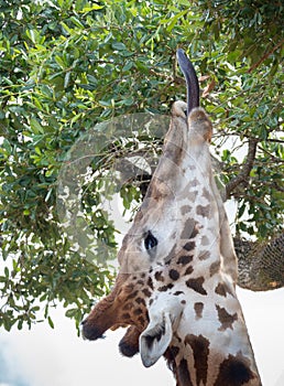 Masai Giraffe with Black Tongue Feeding on Leaves